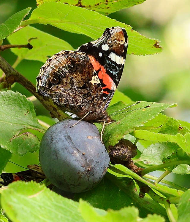 Photo of the Month September 2023