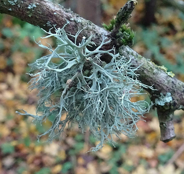 Cartilage Lichen