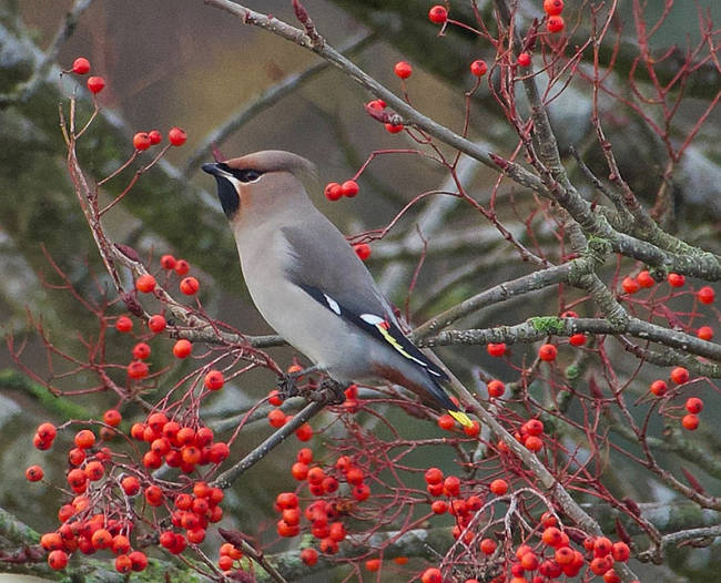 Waxwing