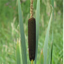 Reedmace