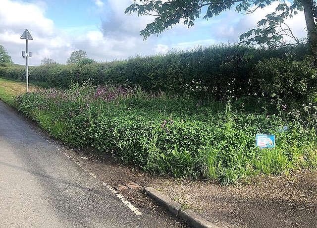 Road Verge
