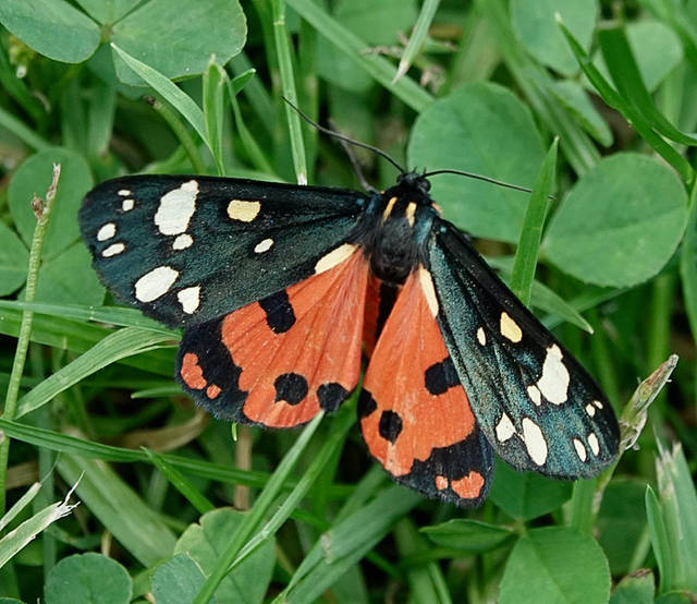 Scarlet Tiger Moth