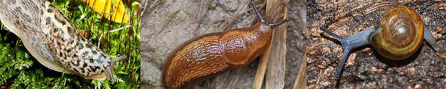 Slugs and Snails