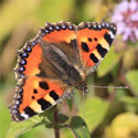 Small tortoiseshell