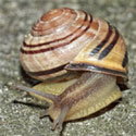 Snail