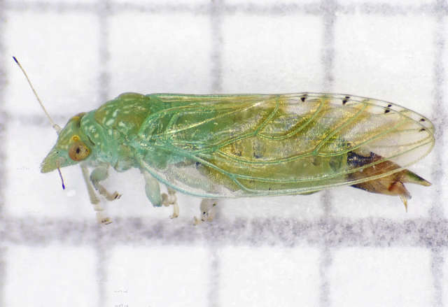 Spanioneura fonscolombii 