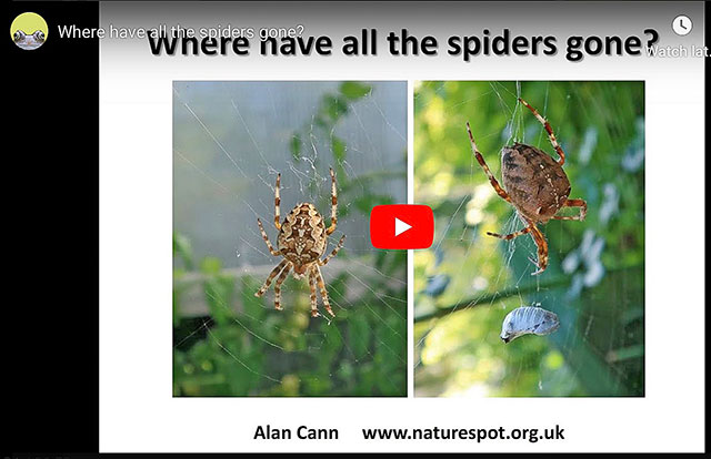 Where have all the spiders gone