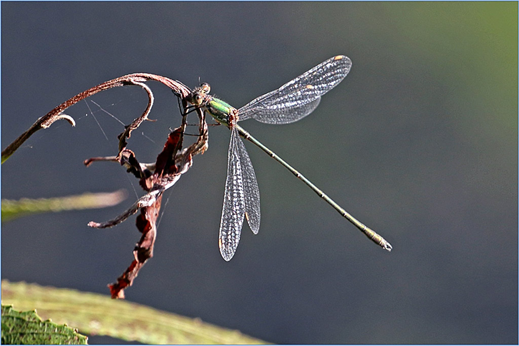 Willow Emerald Damselfly