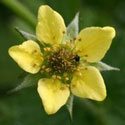 Wood Avens