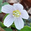 Wood-sorrel