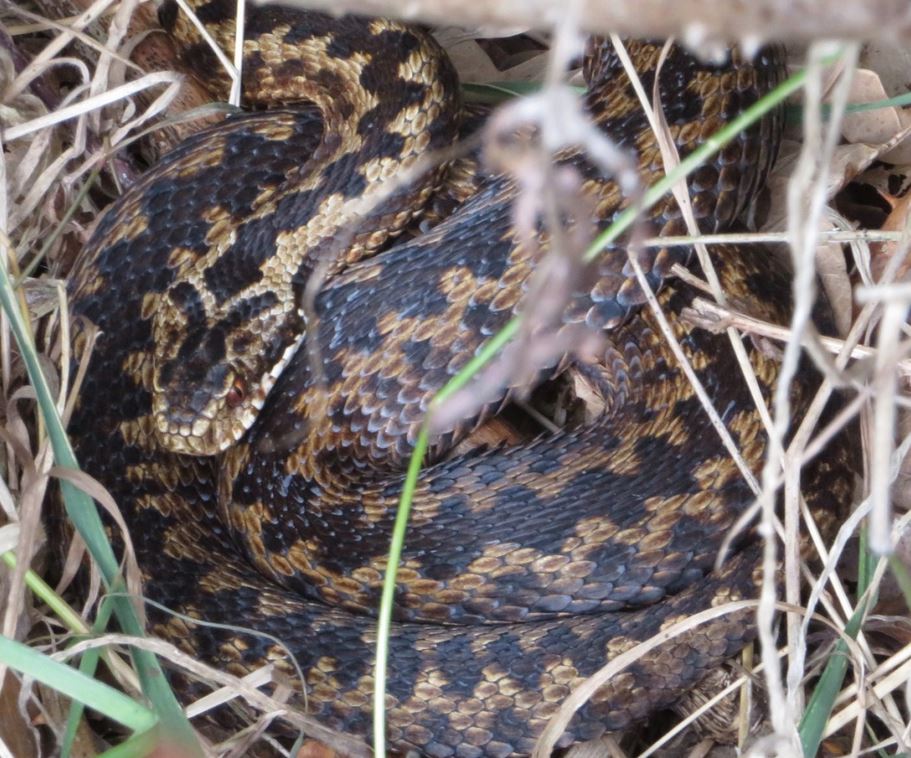 adder