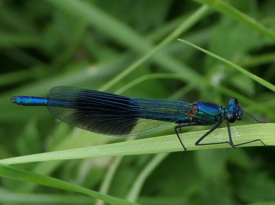 Banded Demoiselle