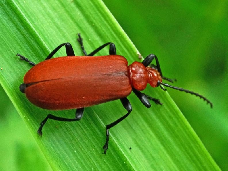 Cardinal beetle