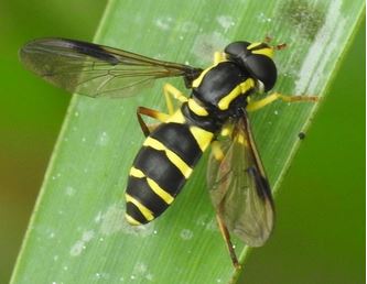 hoverfly