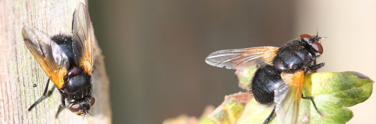 flies banner