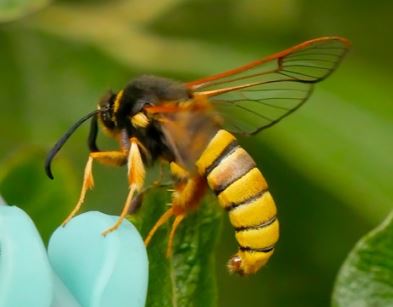Lunar Hornet Moth