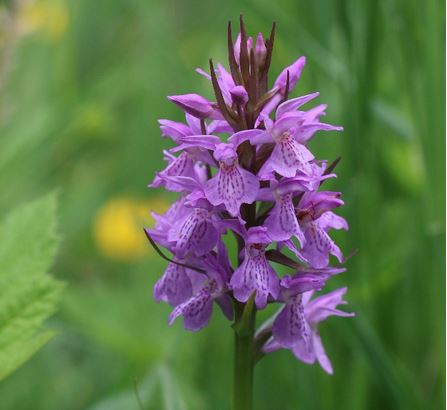 orchid