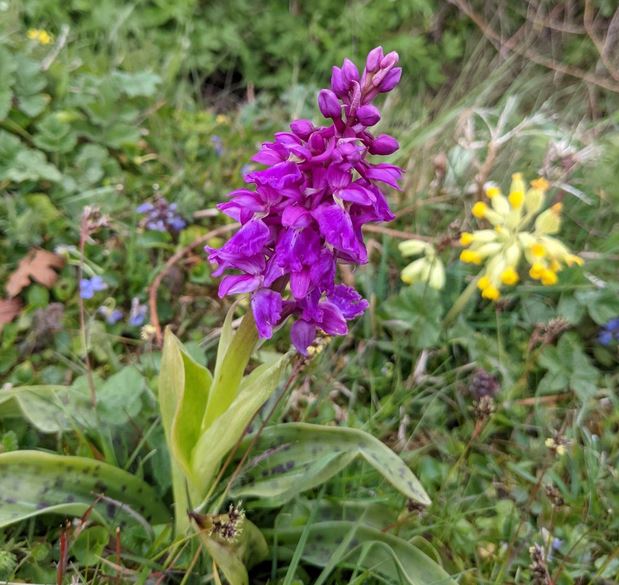orchid