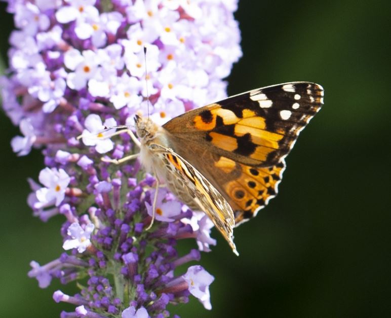 Painted Lady