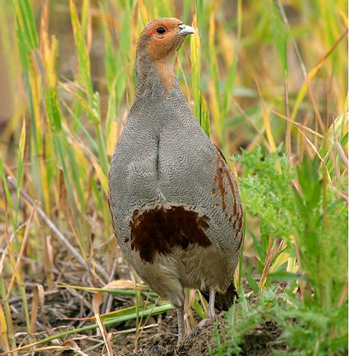 Grey Partridge