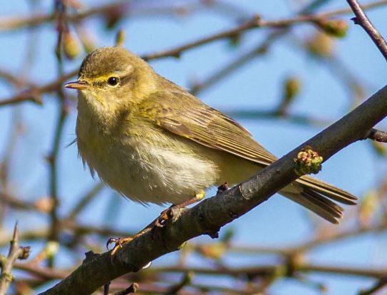 Willow Warbler