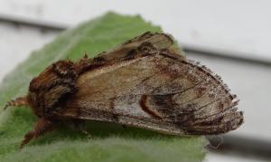 pebble prominent