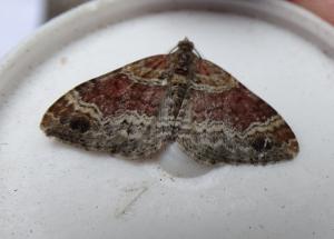 red twinspot 