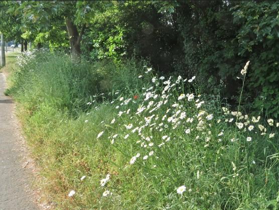 Quorn verge Lboro Rd