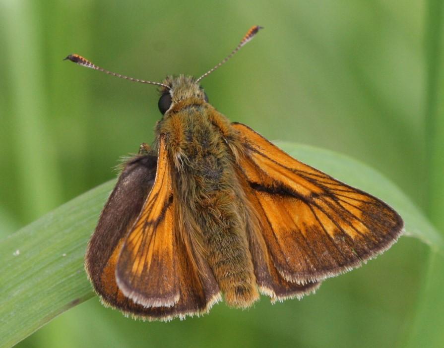 Large Skipper