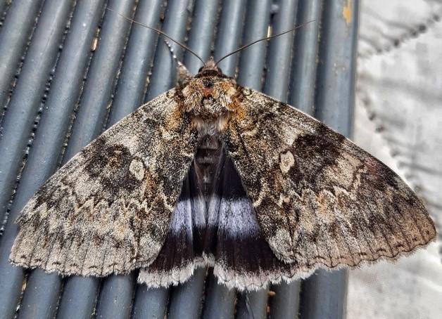 moth