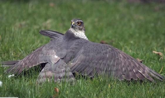 Sparrowhawk
