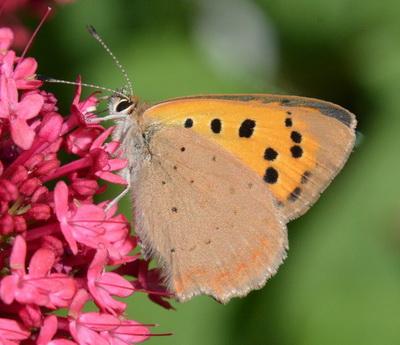 Small Copper