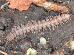 centipedes & millipedes