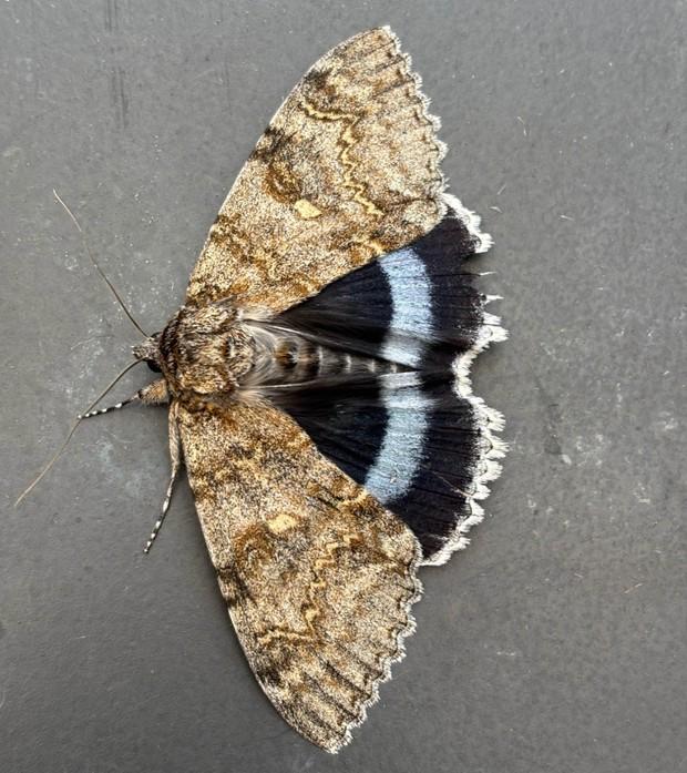Clifden Nonpareil