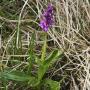Early Purple Orchid