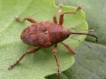 beetle