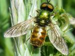 fly