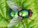 fly