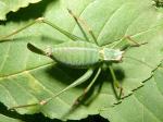 grasshoppers & crickets