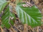 leafmine